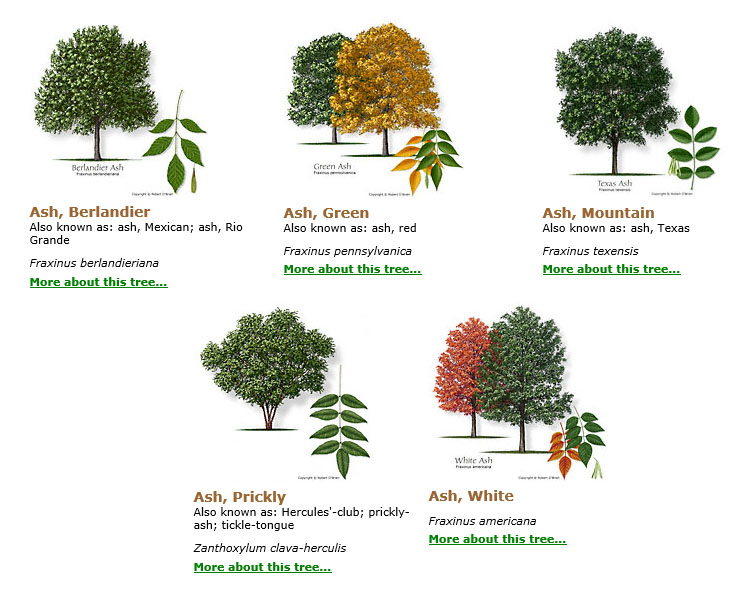 Ash trees in Texas